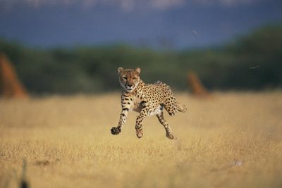 An African cheetah