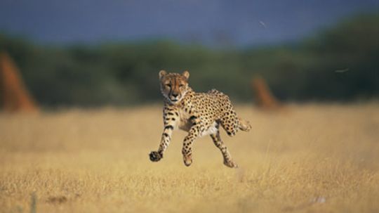 What makes a cheetah run so fast?