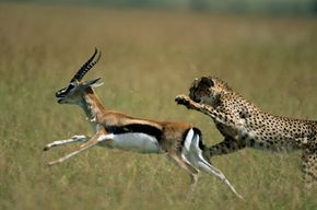 Cheetahs use their incredible speed to hunt gazelles.