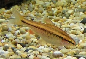 Cherry Barb -- barbus titteya See more aquarium fish pictures.