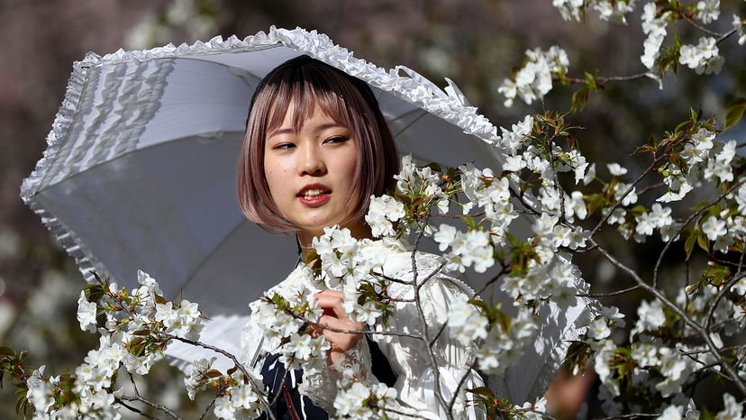 woman with umbrella, cherry blossoms, Tokyo