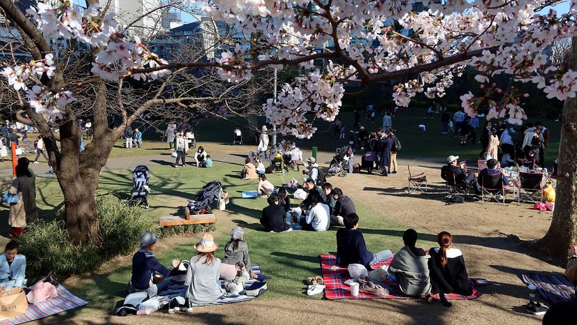 essay about tree cherry