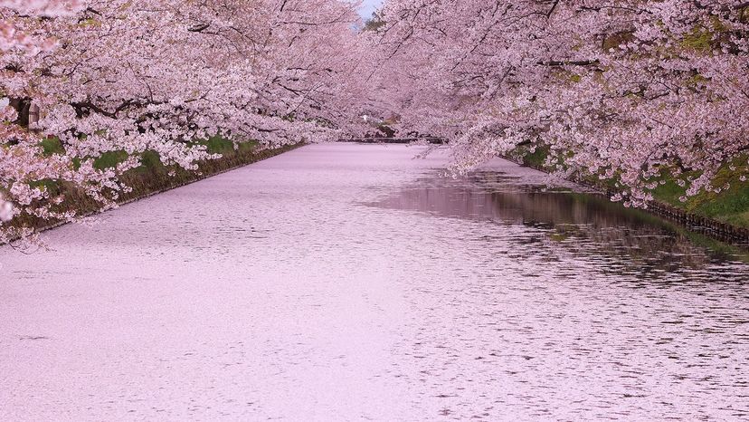 Hirosaki Park, cherry blossoms