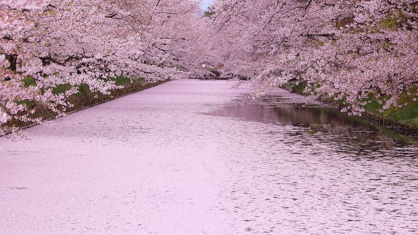 Cherry blossoms: Now's the time to head to Washington