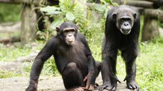 Are chimpanzees evolving in the wild?
