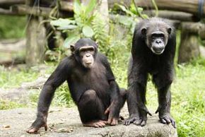 Researchers have found that chimpanzees share 96 percent of their DNA with humans. See more African animal pictures.
