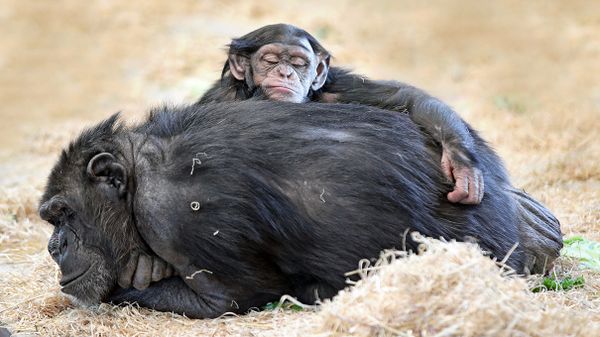 chimpanzee beds