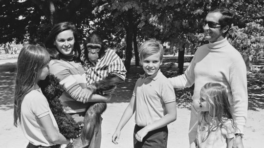 5 Chimps Who Grew Up in Human Families