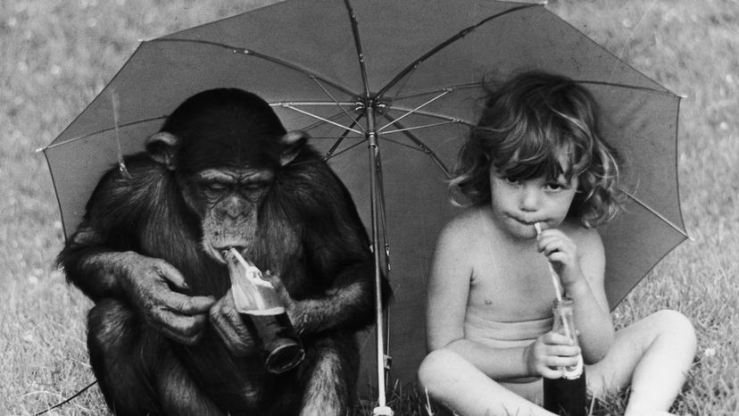 chimp, child