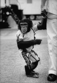 Ham, the astrochimp, after his space flight in 1961.
