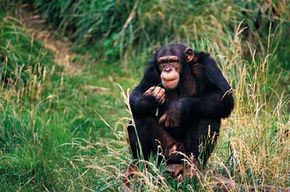Under the U.S. ChiMP Act, those chimpanzees retired from biomedical research would be cared for at chimpanzee sanctuaries with habitats more akin to their native homes.