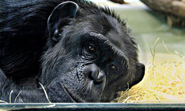 Chimpanzee Research
