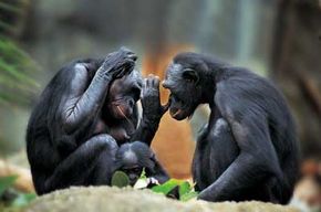 can chimpanzees talk