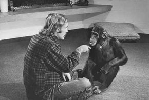 Dr. Roger Fouts tries to teach American Sign Language to a chimp named Lucy in 1972.