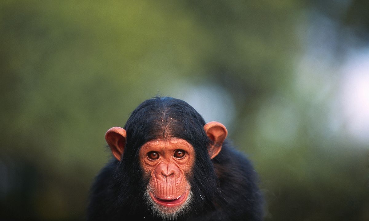 Can chimpanzees learn human language? | HowStuffWorks