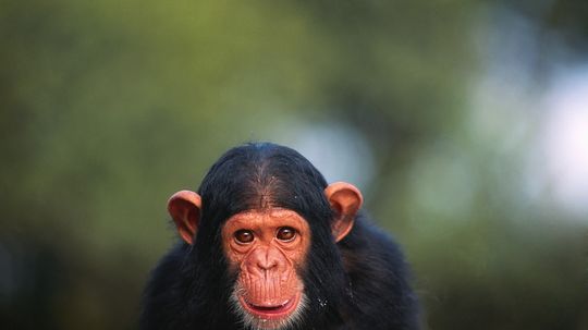 Can chimpanzees learn human language?