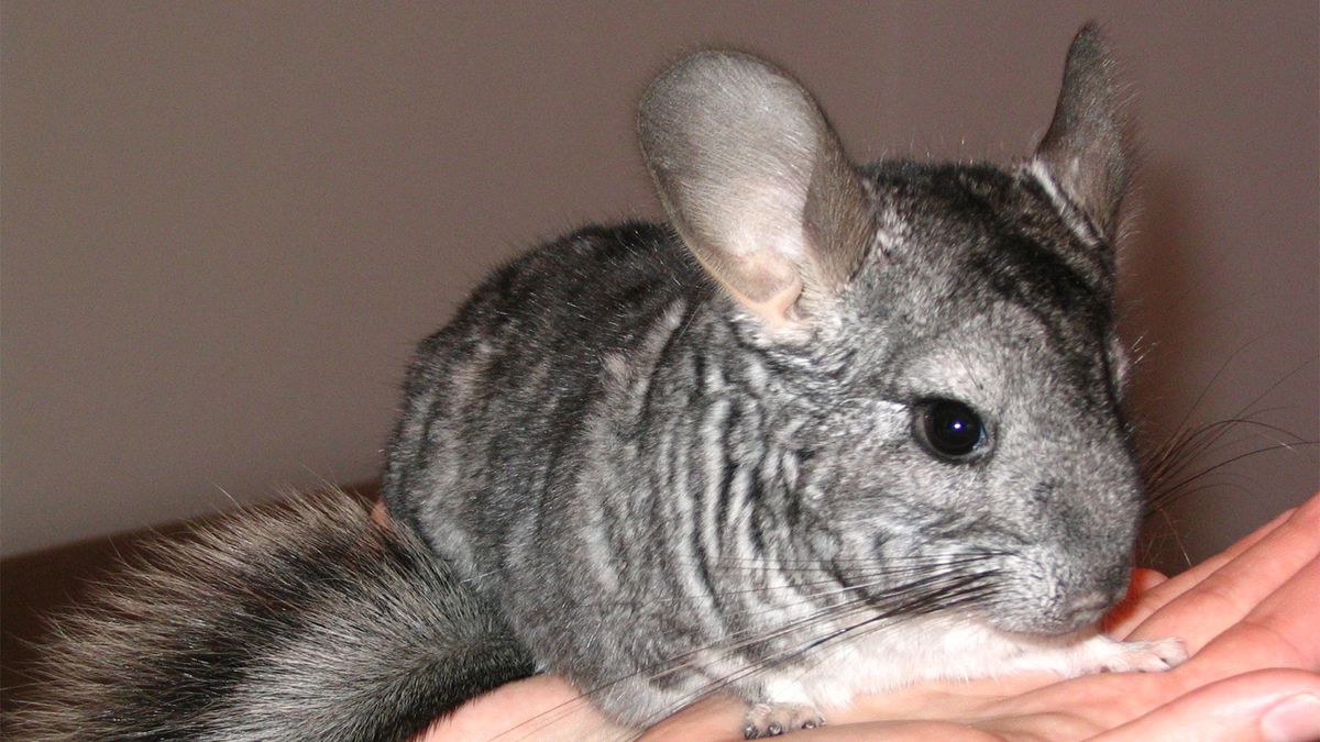 do chinchillas let you hold them