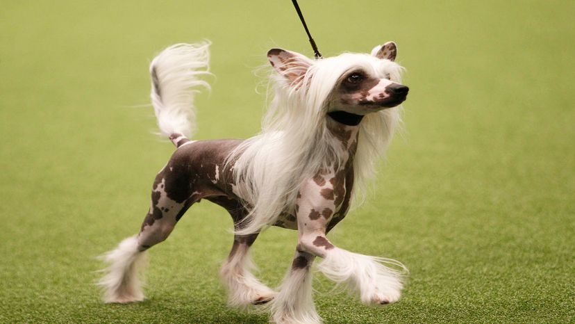 Chinese-crested	
