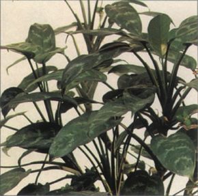 The thick, leathery leaves of the Chinese evergreen can grow up to a foot long. See more pictures of house plants.