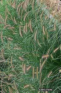 Chinese fountain grass is topped by bristles in late summer and fall.