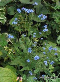 Forget-me-not flowers growing in the wild.