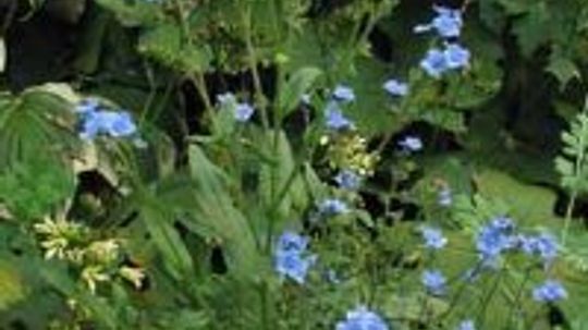 Chinese Forget-Me-Not, Hound's Tongue