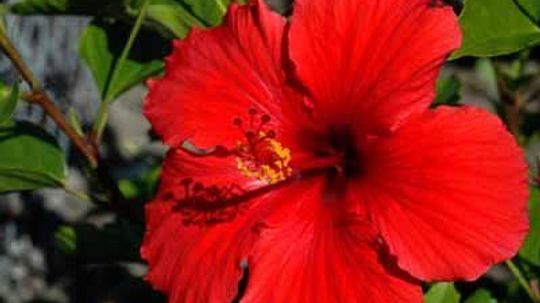 Chinese Hibuscus, Hawaiian Hibiscus, Rose of China