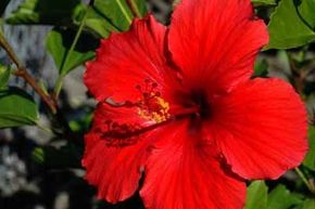 Chinese hibiscus, Description, Flower, Uses, Cultivation, & Facts