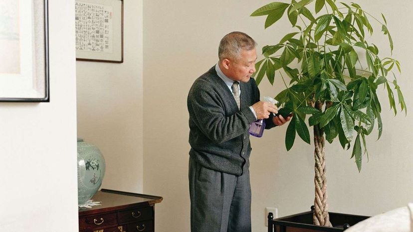 man watering money tree