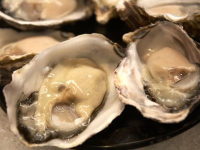 oysters