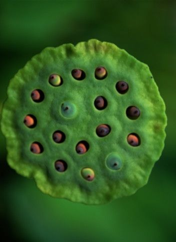 lotus seed pods