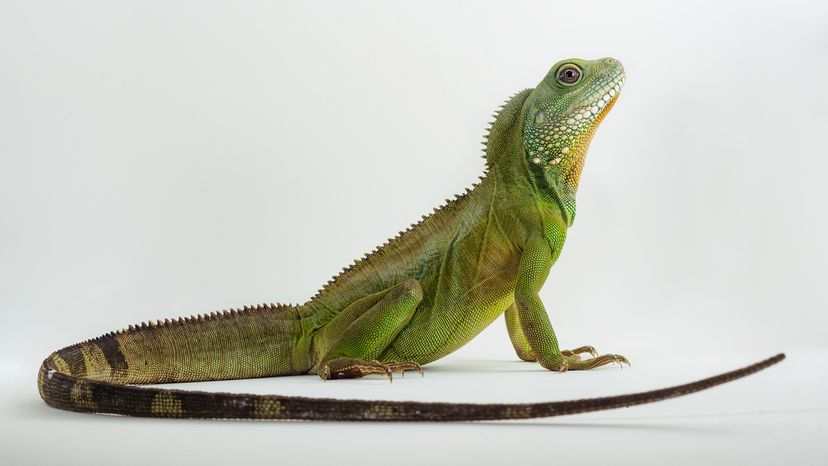 Chinese water dragon