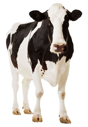 cow