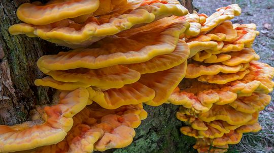 Everything Really Does Taste Like Chicken, Including This Mushroom