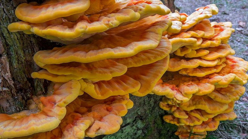 Chicken of the woods mushroom