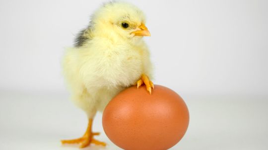 What Came First, the Chicken or the Egg?