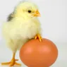 What Came First, the Chicken or the Egg?