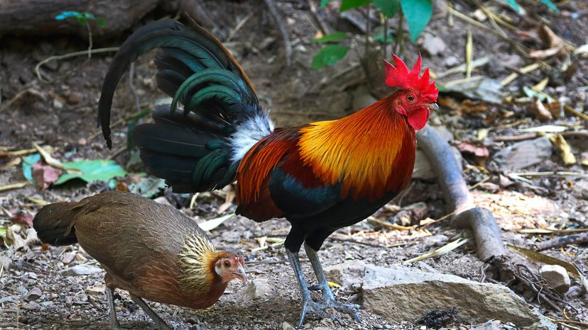 Red junglefowl