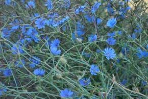 菊苣因其根和嫩枝而被种植。＂width=