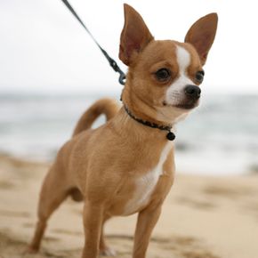 Close-up of a Chihuahua standing on a beach