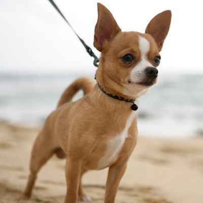 Close-up of a Chihuahua standing on a beach