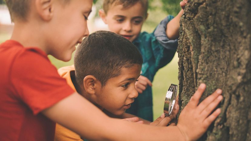 boys at tree with magnifying glass