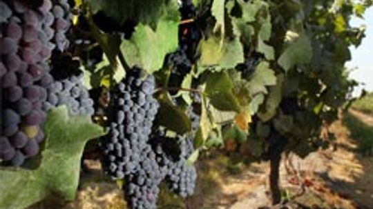 智利葡萄酒终极指南＂width=