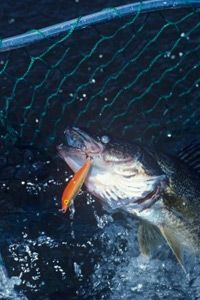 Fishing for food in the outdoors near water.