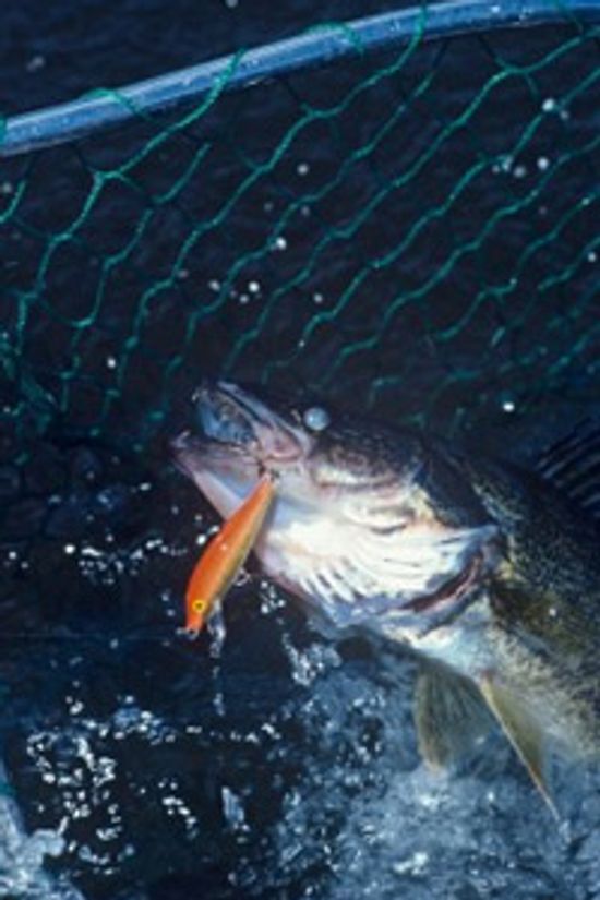 18新利最新登入如何选择角膜白斑鱼饵和鱼饵吗”class=