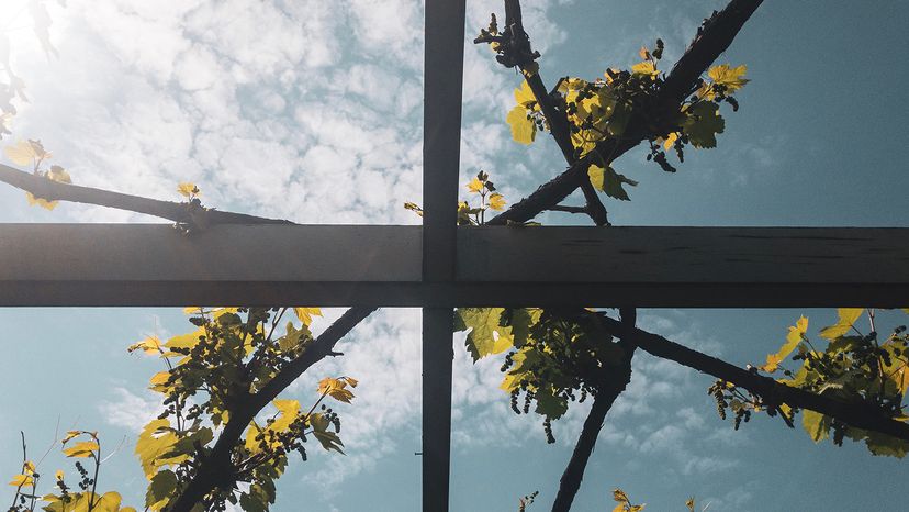 Plants growing on a plant trellis in springtime