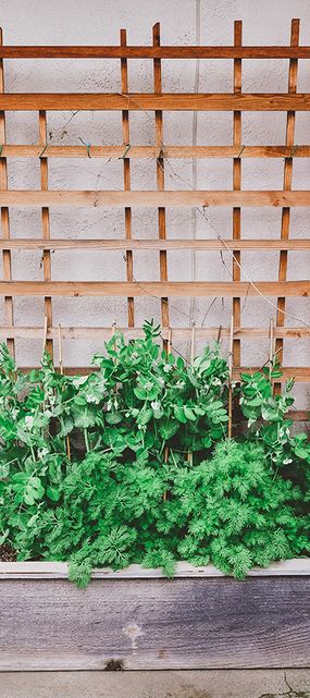 Sugar snap peas growing in raised garden bed with trellis for support