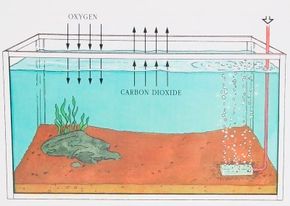 At the surface level of an aquarium, water and air undergo a natural exchange of gases.