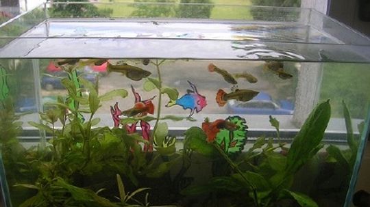 How to Choose Aquarium Equipment