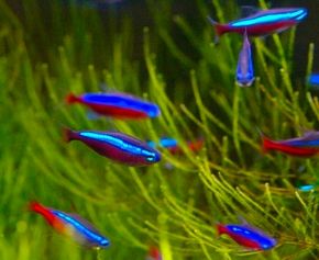 You must control water pollution in an aquarium to ensure your fish remain healthy.